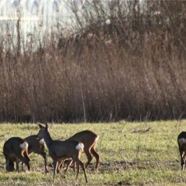 Reeën aan de zuidrand. (Foto: Hans Limper)
