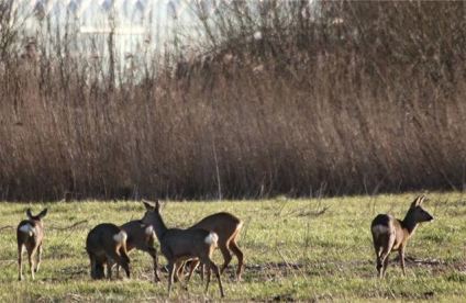 reeen-aan-de-zuidrand-foto-van-hans-limper