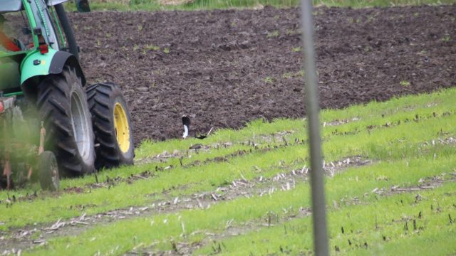 Kieviten verstoring manpadslaangebied